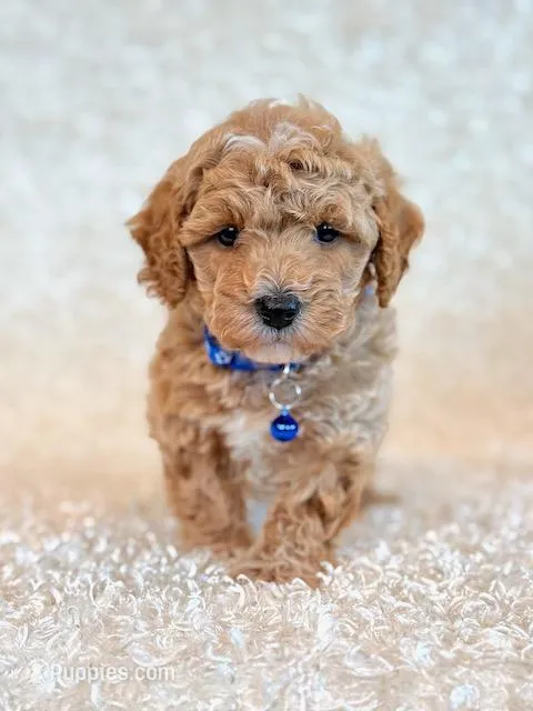 Waffles – Poodle - Toy , Poodle - Miniature  puppy for sale in Hawarden, IA