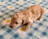 Waffles, a male Poodle - Toy  and Poodle - Miniature  for sale in Hawarden, IA – Photo 8 of 8