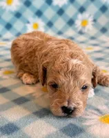 Waffles, a male Poodle - Toy  and Poodle - Miniature  for sale in Hawarden, IA – Photo 4 of 8