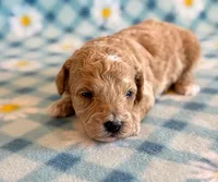 Waffles, a male Poodle - Toy  and Poodle - Miniature  for sale in Hawarden, IA – Photo 3 of 8