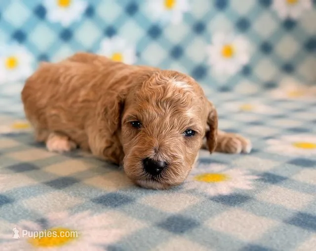 Waffles – Poodle - Toy , Poodle - Miniature  puppy for sale in Hawarden, IA