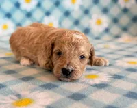 Waffles, a male Poodle - Toy  and Poodle - Miniature  for sale in Hawarden, IA – Photo 1 of 8