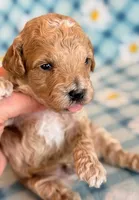 Waffles, a male Poodle - Toy  and Poodle - Miniature  for sale in Hawarden, IA – Photo 5 of 8