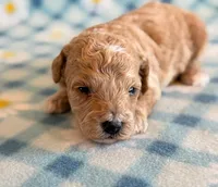 Waffles, a male Poodle - Toy  and Poodle - Miniature  for sale in Hawarden, IA – Photo 7 of 8