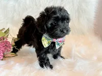 Josie, a female Yorkipoo for sale in Hawarden, IA – 3 of 10