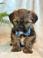 Oakley, a male Shorkie for sale in Hawarden, IA – 9 of 10