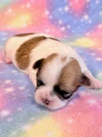 Stella, a female Mal Shi for sale in Hawarden, IA – 6 of 8