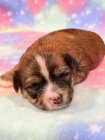 Kimber, a female Morkie for sale in Hawarden, IA – 5 of 8