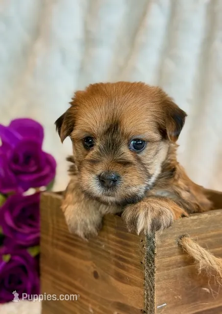 Katana – Morkie puppy for sale in Hawarden, IA