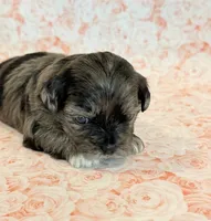 Freckles, a female Shihpoo for sale in Hawarden, IA – 7 of 9
