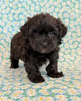 Dakotah, a male Shihpoo for sale in Hawarden, IA – 3 of 10