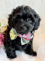 Josie, a female Yorkipoo for sale in Hawarden, IA – 9 of 10