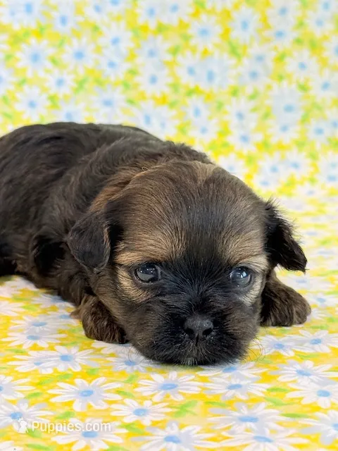 Flirt – Shihpoo puppy for sale in Hawarden, IA