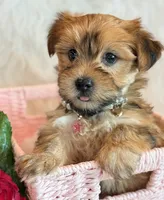 Katana, a female Morkie for sale in Hawarden, IA – 8 of 10