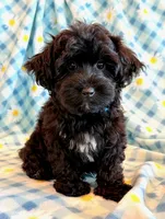 Jeb, a male Yorkipoo for sale in Hawarden, IA – 5 of 10