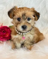 Katana, a female Morkie for sale in Hawarden, IA – 3 of 10