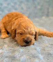 Leo, a male Cockapoo for sale in Hawarden, IA – 5 of 6