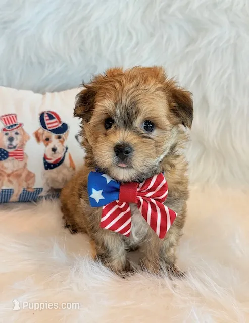 Kato – Morkie puppy for sale in Hawarden, IA