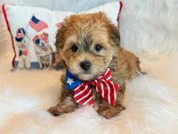 Kato, a male Morkie for sale in Hawarden, IA – 2 of 10