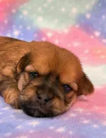 Katana, a female Morkie for sale in Hawarden, IA – 2 of 6