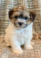 Nemo, a male Maltipoo for sale in Hawarden, IA – 9 of 10