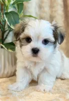 Paddington, a male Mal Shi for sale in Hawarden, IA – 6 of 10