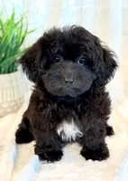 Dexter, a male Shihpoo for sale in Hawarden, IA – 3 of 10