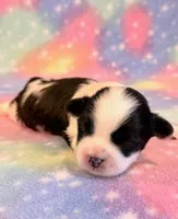 Sidney, a male Mal Shi for sale in Hawarden, IA – 7 of 9