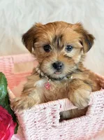 Katana, a female Morkie for sale in Hawarden, IA – 4 of 10