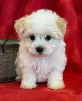 Nugget, a male Maltipoo for sale in Hawarden, IA – 7 of 10