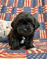 Dexter, a male Shihpoo for sale in Hawarden, IA – 8 of 9