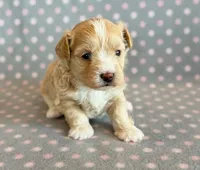 Taffy, a male Maltipoo for sale in Hawarden, IA – Photo 6 of 10
