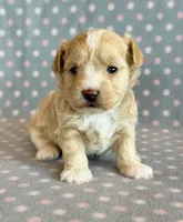 Taffy, a male Maltipoo for sale in Hawarden, IA – Photo 3 of 10