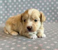 Taffy, a male Maltipoo for sale in Hawarden, IA – Photo 10 of 10