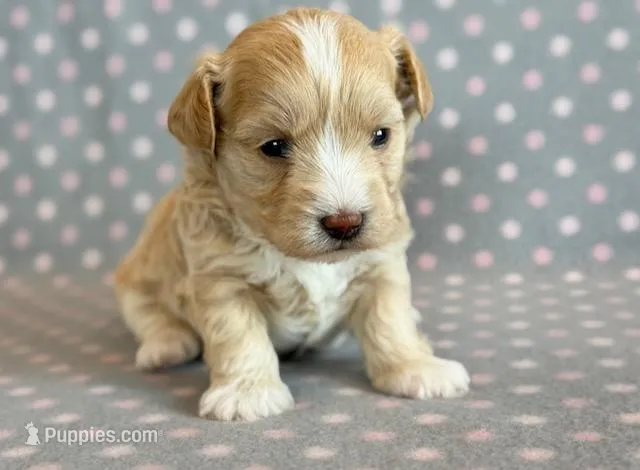 Taffy – Maltipoo puppy for sale in Hawarden, IA