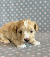 Taffy, a male Maltipoo for sale in Hawarden, IA – Photo 2 of 10