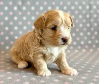 Taffy, a male Maltipoo for sale in Hawarden, IA – Photo 7 of 10