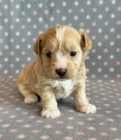 Taffy, a male Maltipoo for sale in Hawarden, IA – Photo 4 of 10