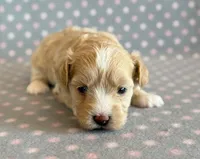 Taffy, a male Maltipoo for sale in Hawarden, IA – Photo 5 of 10