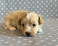 Taffy, a male Maltipoo for sale in Hawarden, IA – Photo 9 of 10