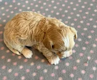 Taffy, a male Maltipoo for sale in Hawarden, IA – Photo 8 of 10