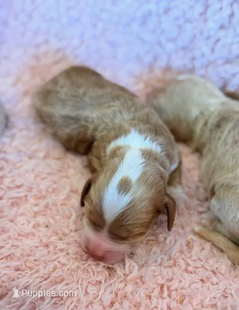 Elsa – Cockapoo puppy for sale in Hawarden, IA