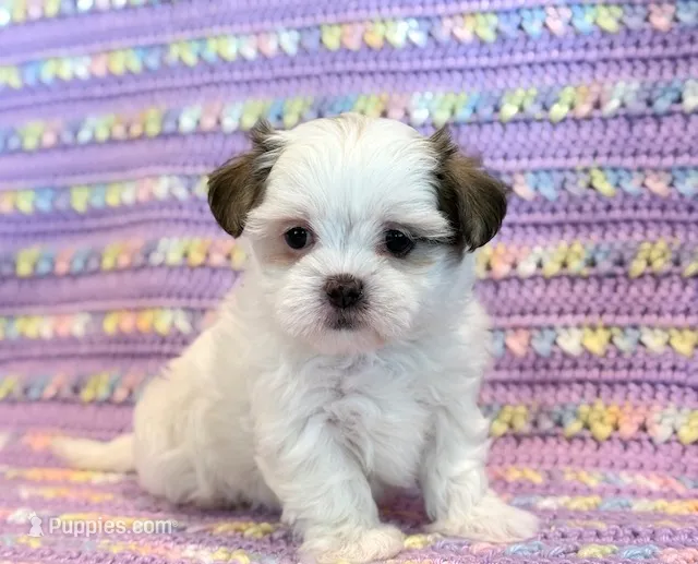 Pearl – Mal Shi puppy for sale in Hawarden, IA
