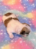 Stella, a female Mal Shi for sale in Hawarden, IA – 4 of 8