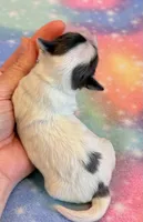 Newton, a male Maltipoo for sale in Hawarden, IA – 3 of 6