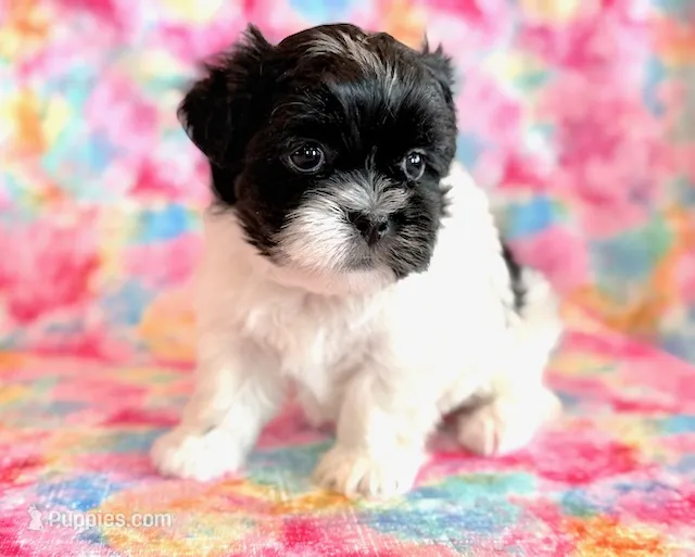 Bristol – Mal Shi puppy for sale in Hawarden, IA