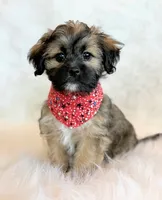 Spencer, a male Shihpoo for sale in Hawarden, IA – 3 of 10