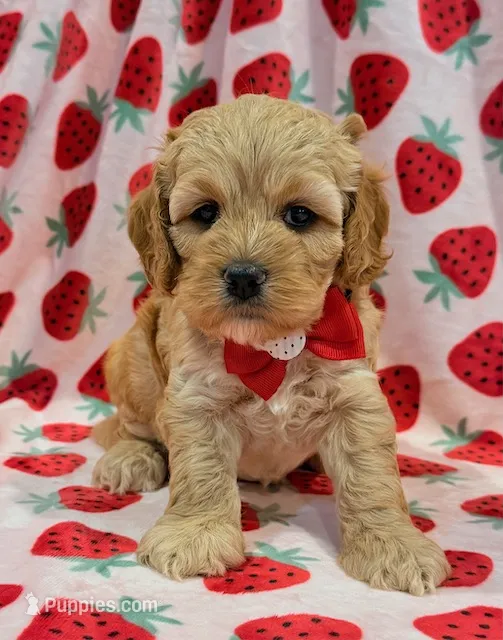 Latte – Cockapoo puppy for sale in Hawarden, IA