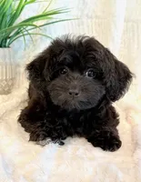 Dexter, a male Shihpoo for sale in Hawarden, IA – 10 of 10