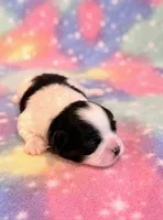 Scarlet, a female Mal Shi for sale in Hawarden, IA – 2 of 8